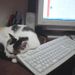 眠り猫：デスクトップ